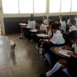 Classroom with a dog